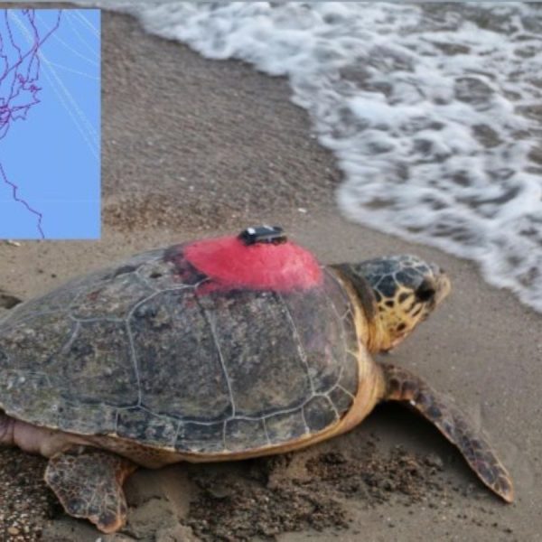 Deniz kaplumbağası 'Tuba'dan sinyal alınamıyor – Son Dakika Hayat, Cumhuriyet'in Ege Haberleri