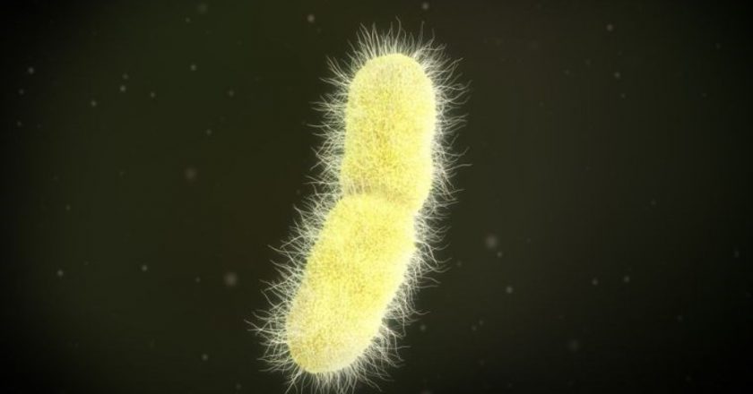 Dünyada süper bakteri uyarısı: DSÖ ülkeleri uyardı!  “Hipervirülent” K. Pneumoniae yayılıyor – Son Dakika Hayat Haberleri