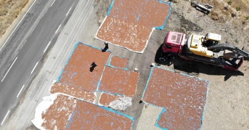 Trabzon'da büyük emeklerle hasat ediliyor, Bayburt'ta kurutuluyor! Bu yıl rekolte yüksek… – Son Dakika Hayat Haberleri